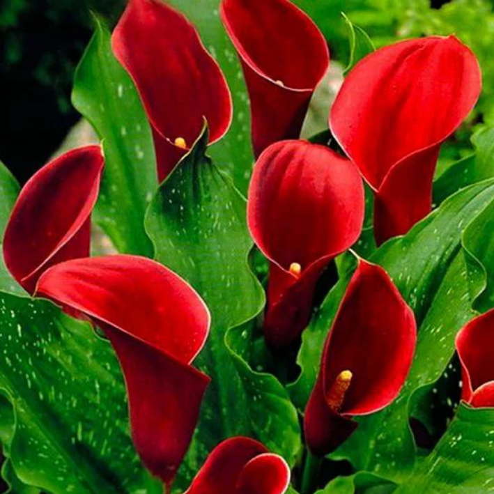 Корень цветов, Калла, Chipollino flowers, Vermont