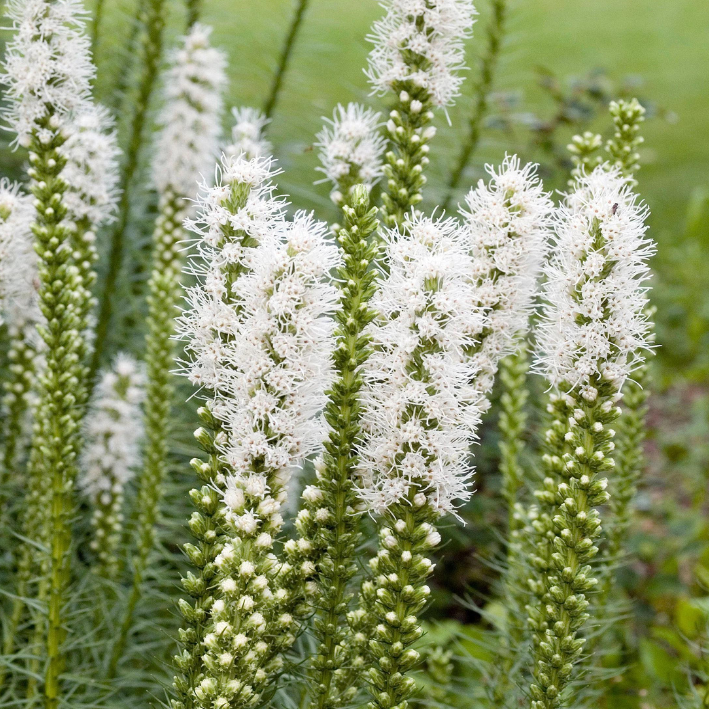 Луковицы цветов, Лиатрис, Купи цветы, Spicata Alba