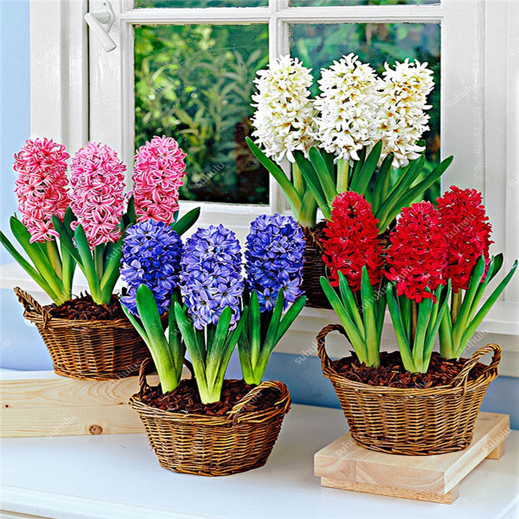 Луковицы гиацинта Hyacinths